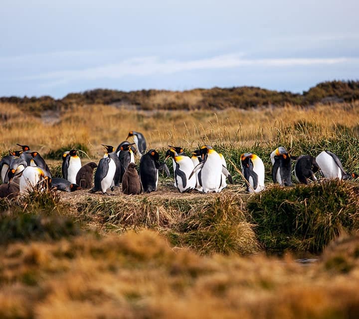 Group of penguins in Patagonia