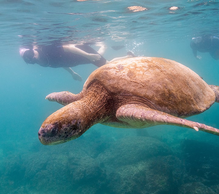 Snorkeling in the Galapagos with green sea turtle
