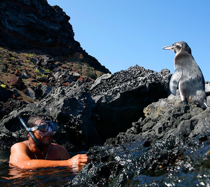 Snorkeler with mask observes Penguins on the rocky shore Tagus Cove in the Galapagos