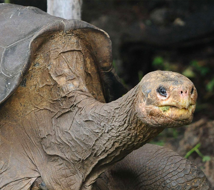 Finding the Pinta tortoise species