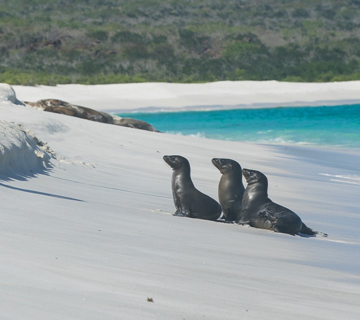 Sea lions on a beach during peak season in the Galapagos Islands
