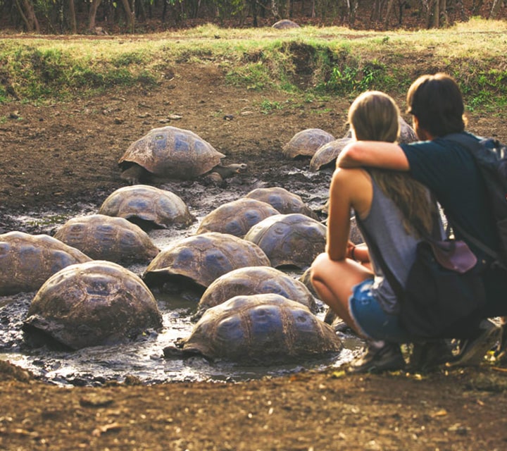 Couple kneeling down to closely observe Giant Tortoises in the Galapagos