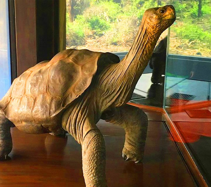 Statue of Lonesome George, famous Galapagos Tortoise
