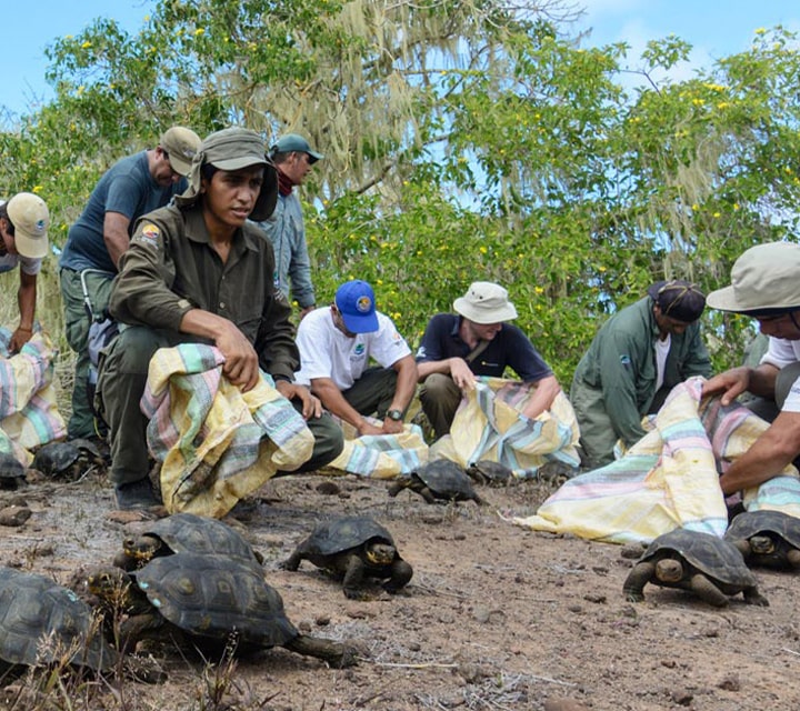 Conservationists protect the Giant Tortoises in the Galapagos Islands