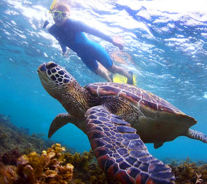 Snorkler looking at a Grean Sea Turtle near corals in the waters of the Galapagos Islands