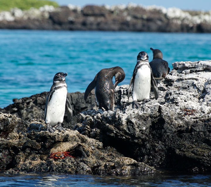 Penguins sunbathing on the rocky shores of the Galapagos Islands
