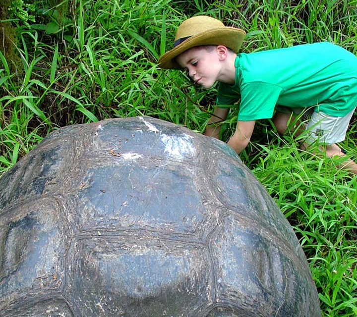 A little boy curiously looking inside a Giant Tortoise shell in the Galapagos Islands
