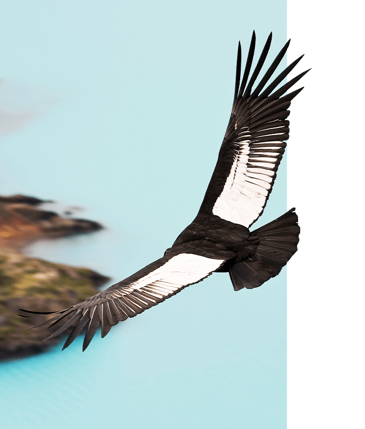 Flying Andean Condor in Patagonia