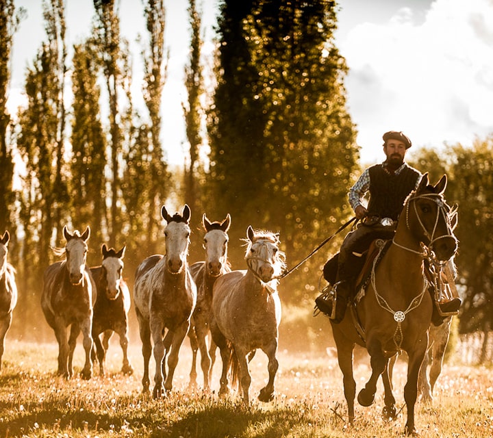 Gaucho herding in Patagonia
