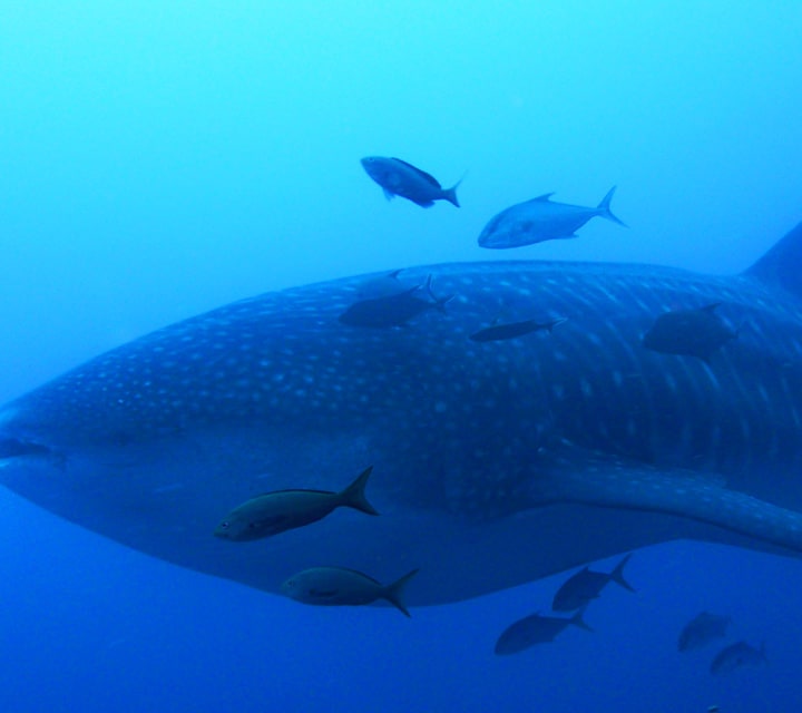 Galapagos Whale Shark surrounded by suckerfish while swimming