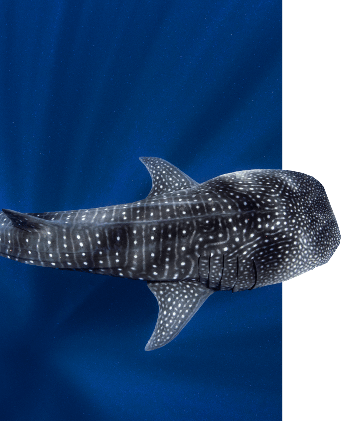 The graceful Whale Shark swimming underwater in the Galapagos