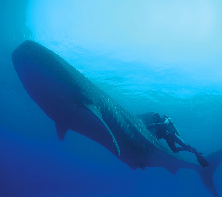 A diver next to a Whale Shark in the Galapagos