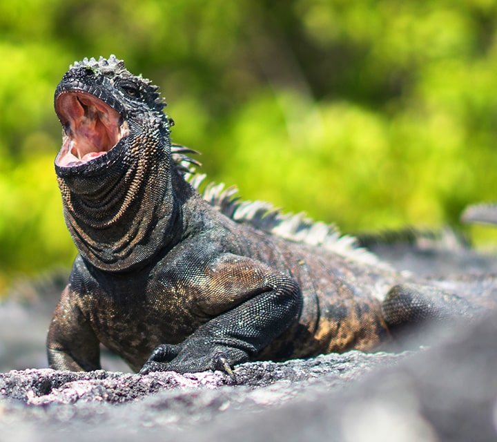 Galapagos Marine iguana with mouth open and changing colors
