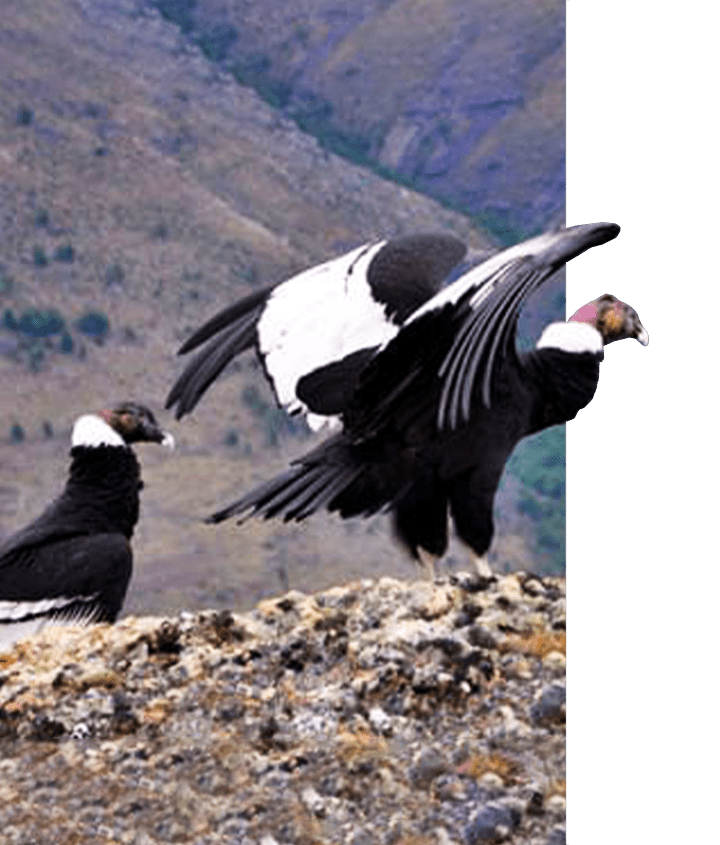 Andean condor taking off from a cliff in Patagonia