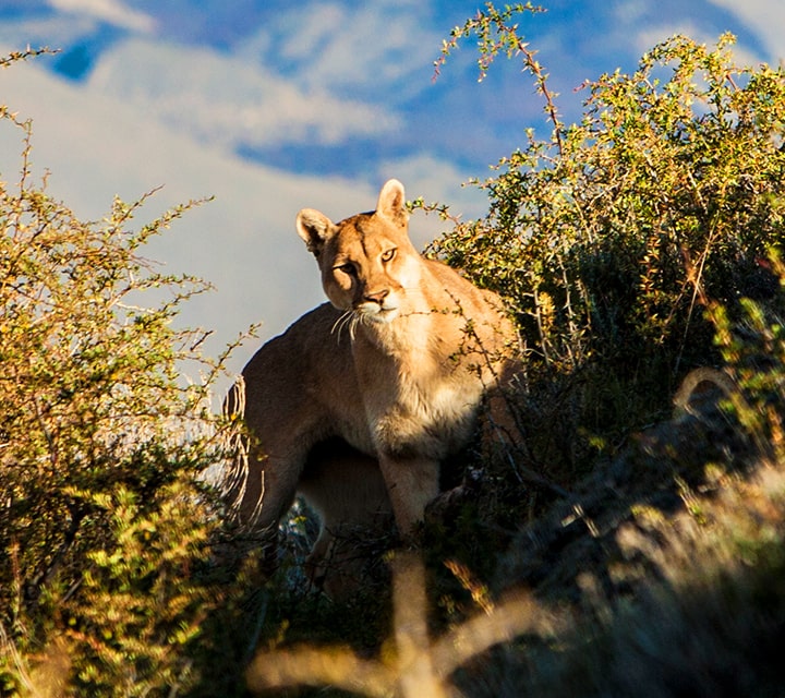 Encountering a Puma in Patagonia