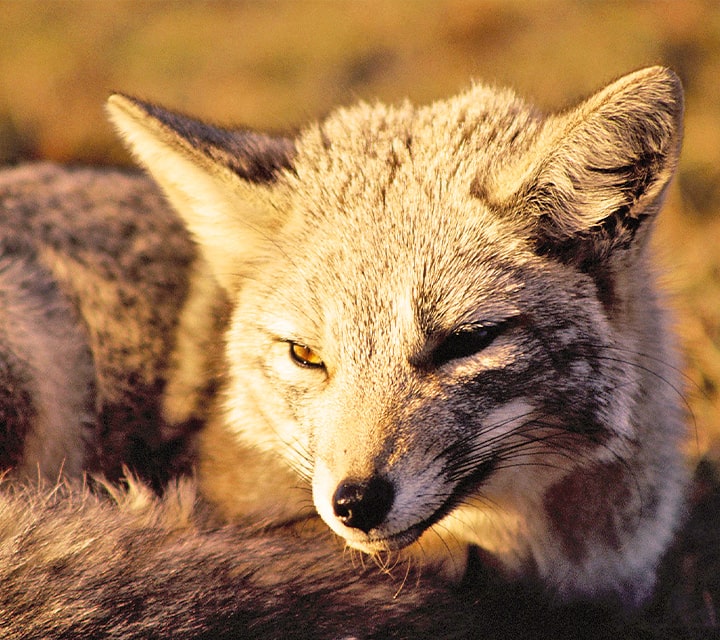 Close-up of a sleepy Culpeo Fox in Patagonia