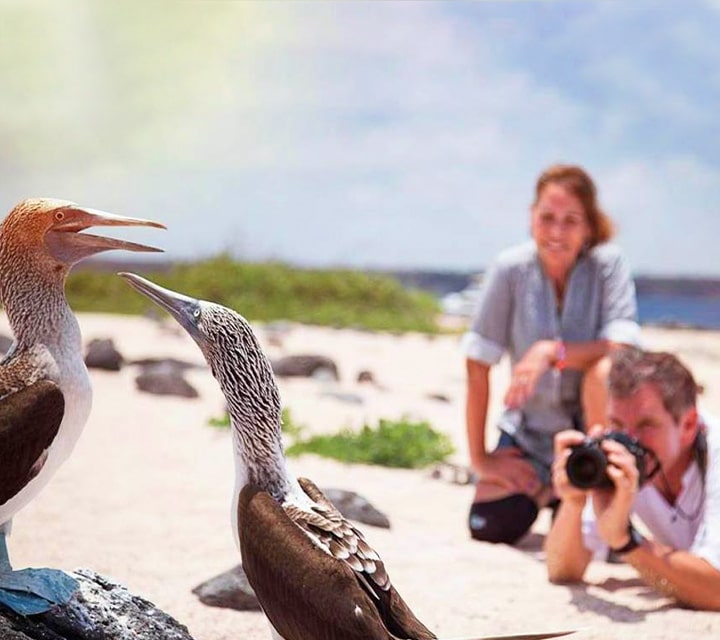 Visitors in the Galapagos National Park taking photos of blue-footed boobies