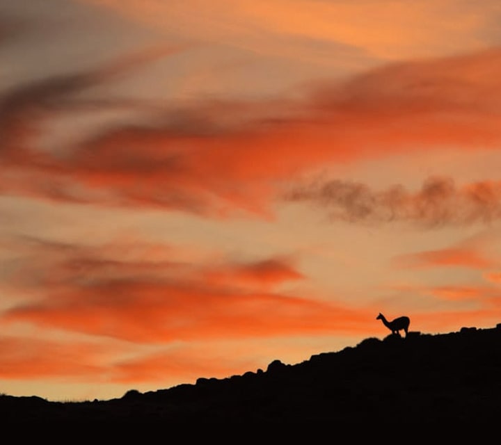 Guanaco silhouette at sunset in Patagonia