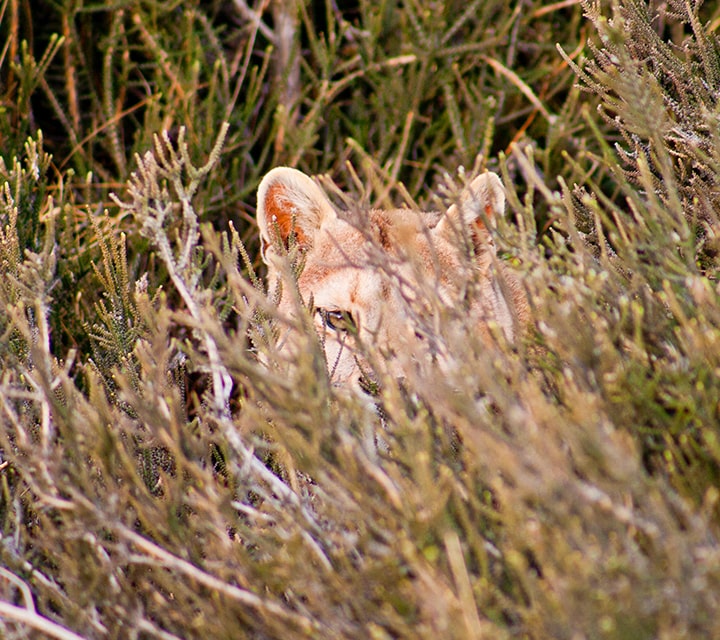 Puma hiding in shrubs in Patagonia