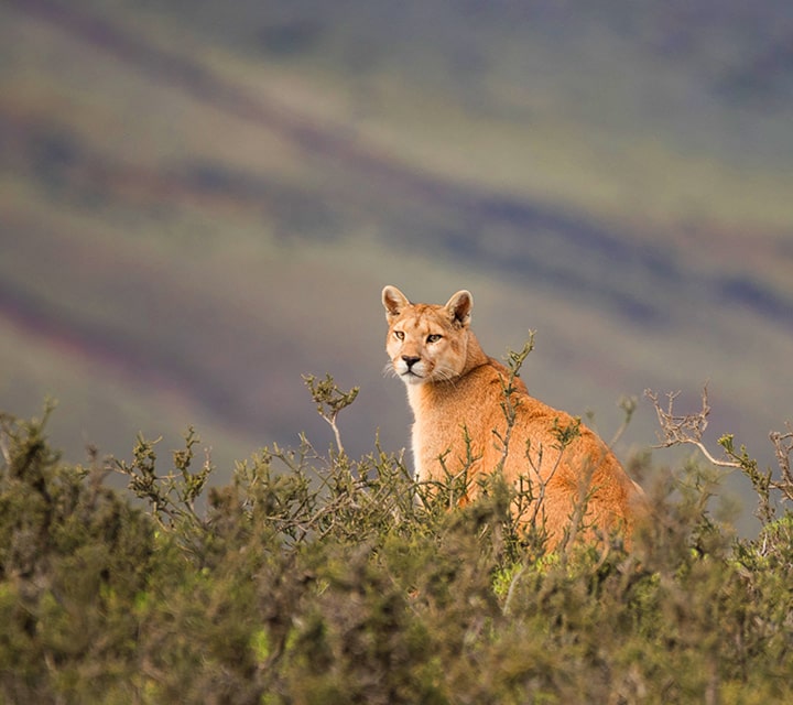 Puma spotted on the western shores of Sarmiento Lake, Patagonia