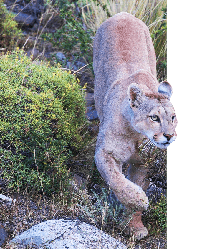 Puma walking in the wilds of Patagonia