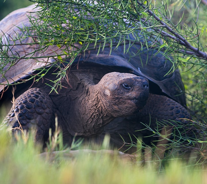 Giant Tortoises in the Galapagos Islands