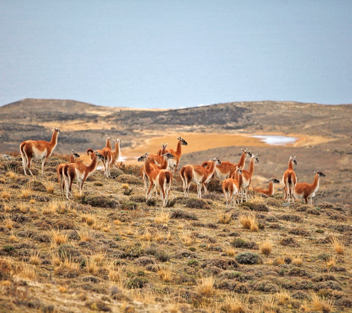 Herd of Guanacos in Patagonia