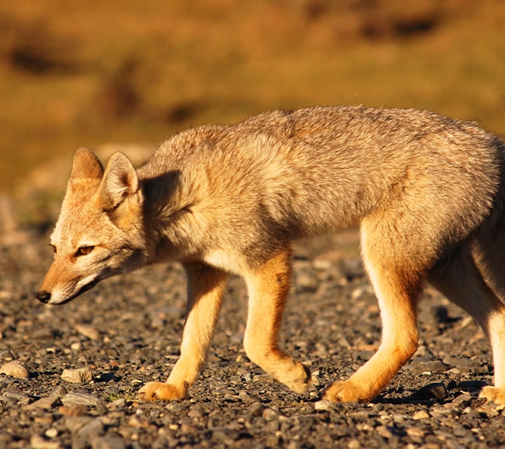 Patagonian fox glowing in the golden hour at Patagonia National Park