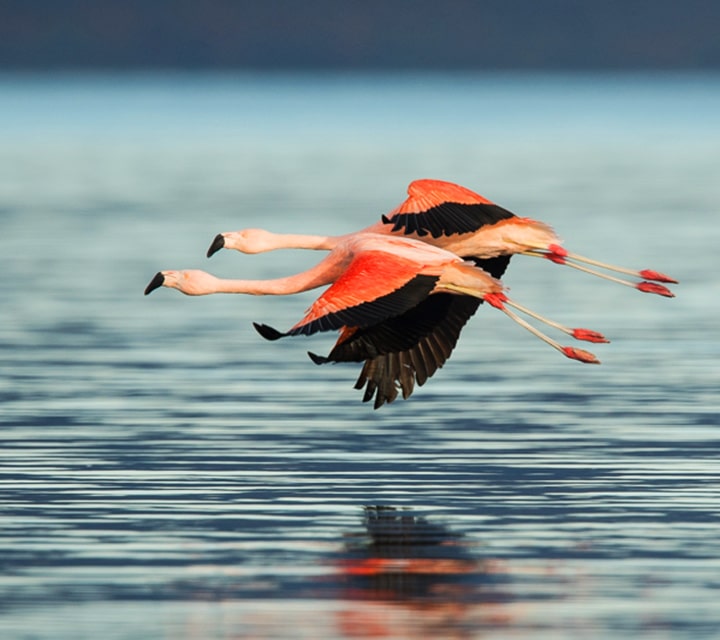 Chilean Flamingoes flying right above the water in Patagonia