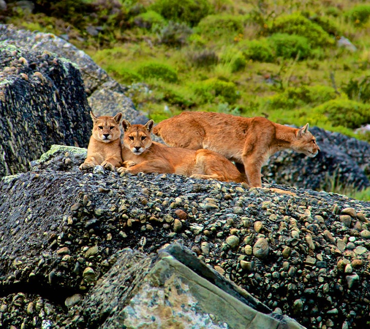 Puma pack on boulders in Chilean Patagonia