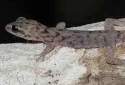 Santa Fé Leaf-toed Gecko