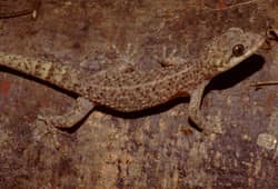 Tuberculated Leaf-toed Gecko