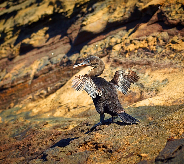 Short winged Flightless Cormorant waddling on the shoreline of the Galapagos Islands