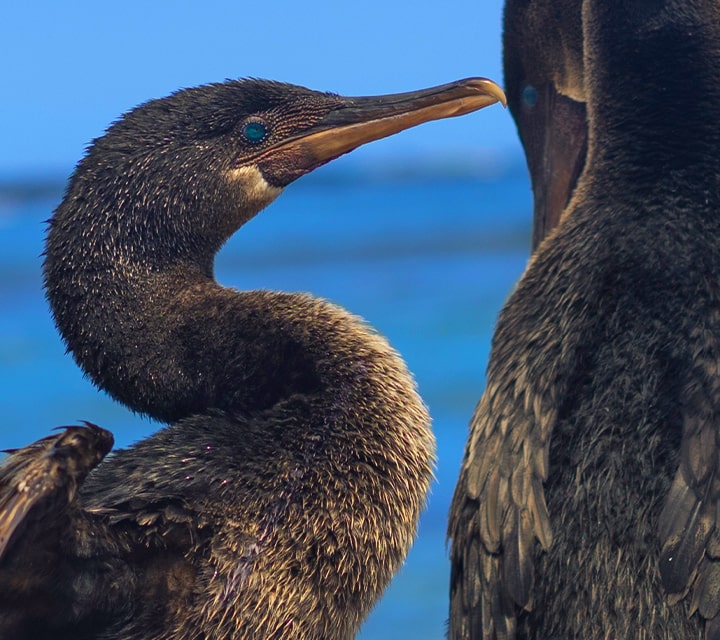 The Flightless Cormorant, native to the Galapagos Islands, confined to land and sea