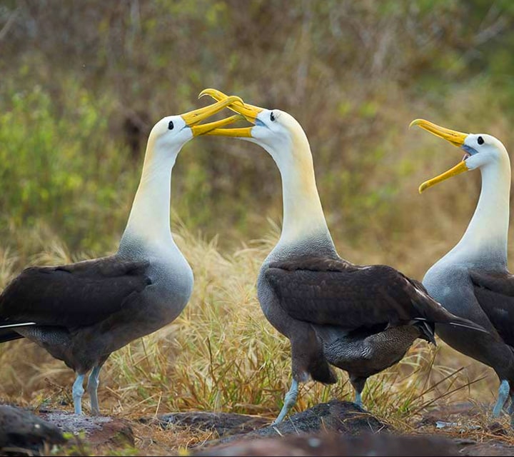 Charismatic Waved Albatrosses going beak to beak during a battle of courtship in the Galapagos Islands