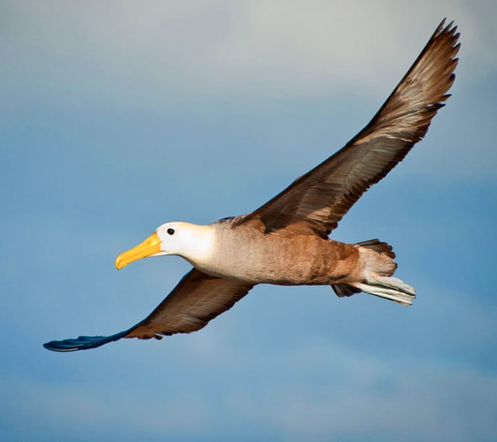 The Waved Albatross seen flying and gliding above the Galapagos skies