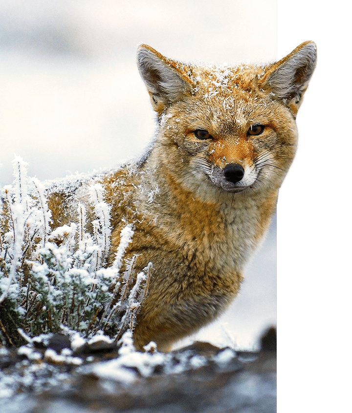 A Culpeo fox spotted during the winter in Patagonia on a Guided Wildlife Safari
