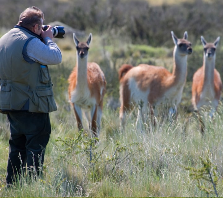 Photographer standing close to a herd of guanacos in Patagonia