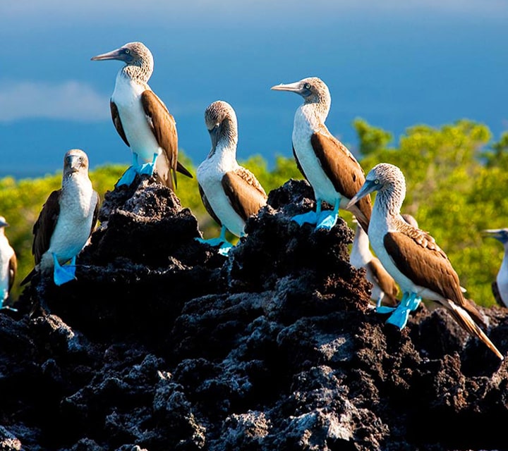 A trap of Blue-footed boobies perched on volcanic rocks for a bird watchers delight in the Galapagos Islands