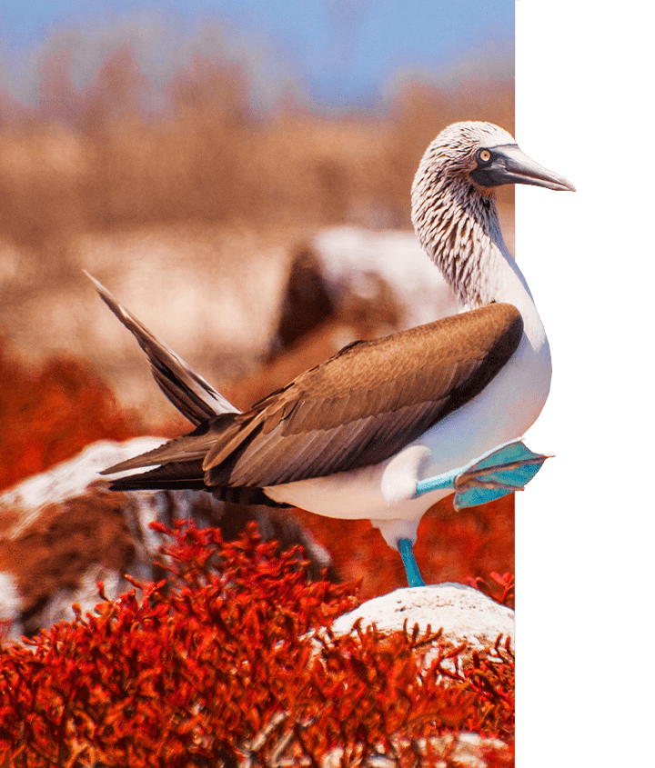 Blue-footed Booby with one leg raised surrounded by rocks and Galapagos carpetweed