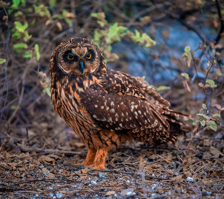 A full body Galapagos Owl poses infront of a photographer with a serious stare on a trail in the Galapagos Islands