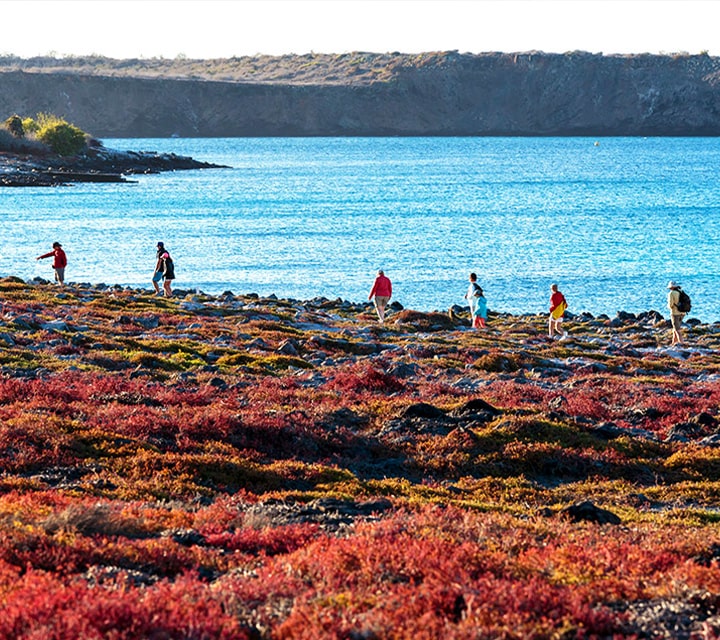 Travelers hiking amongst carpetweed along the Galapagos coast