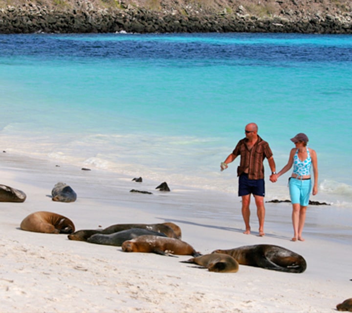 A couple hand-in-hand strolling down a Galapagos beach next to sleepy California Sea Lions