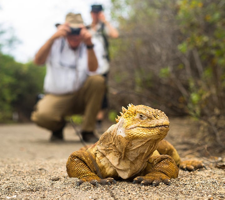 Perfect weather conditions allowing photography of Land Iguanas and other wildlife in the Galapagos during the fall