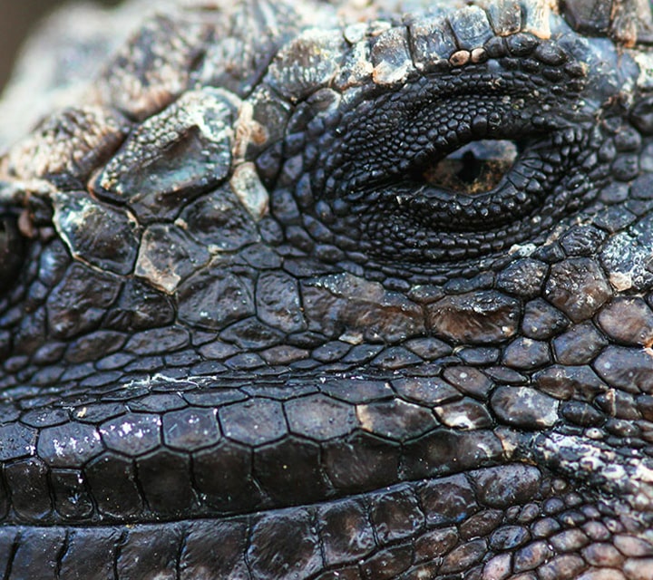 A very close-up shot of  Galapagos Marine Iguana's eye and mouth