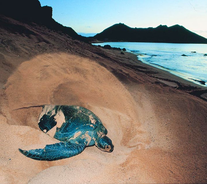 A Green Sea Turtle nesting near the shoreline during fall in the Galapagos Islands