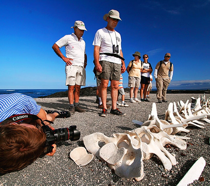 Photographer shifting perspective to capture whale bones stretched out on beach with other Galapagos Islands explorers
