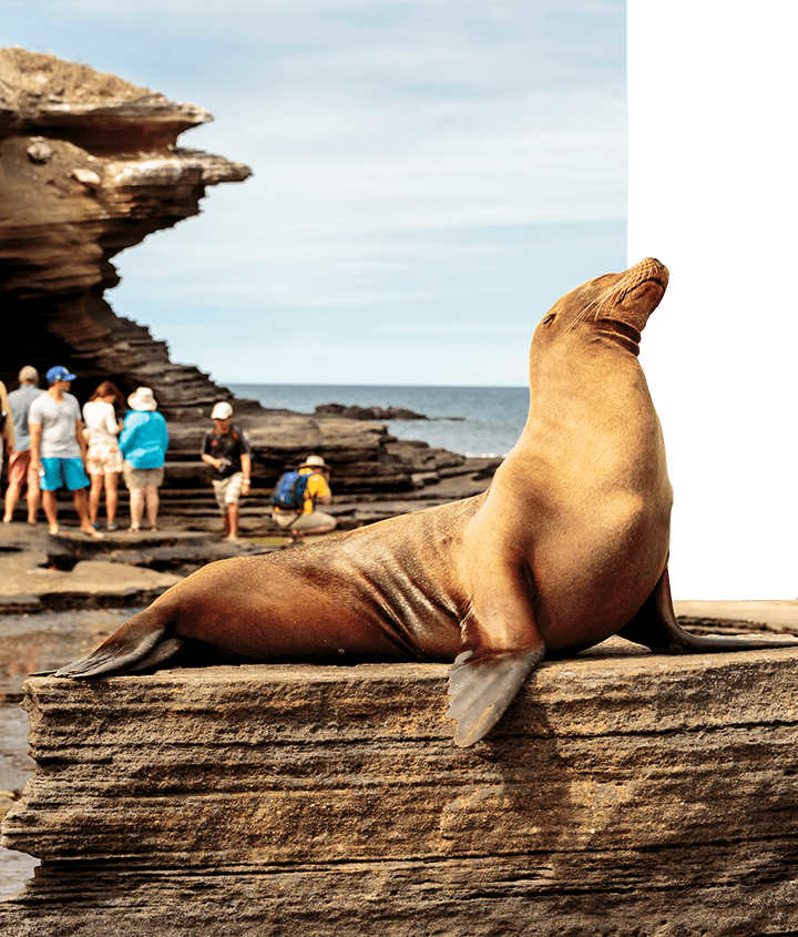 Galapagos Sea Lion posing and sunbathing on a rock in the Galapagos next to a small-group of explorers