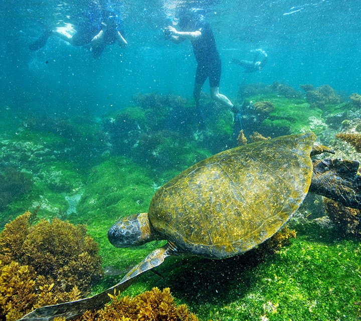 Green Sea Turtle and Sea Lion surround snorkelers in the shallow waters of the Galapagos Islands