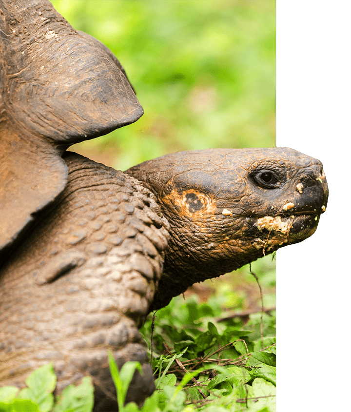 A close-up of a Giant Tortoise inhabiting the Galapagos Islands